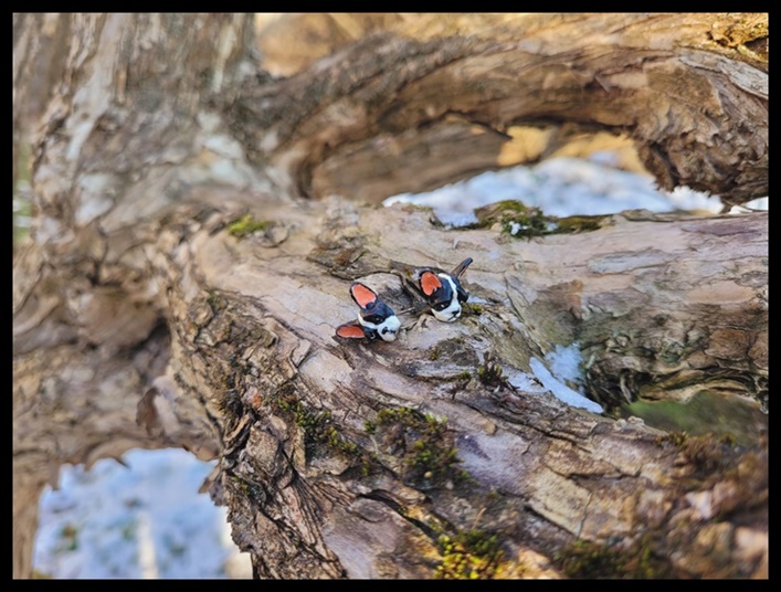 Kolczyki wkrętki buldogi francuskie