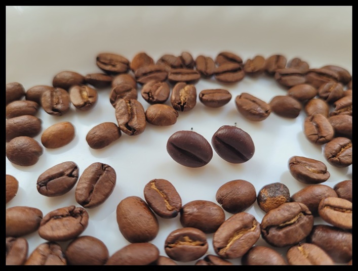 Kolczyki wkrętki ziarna kawy