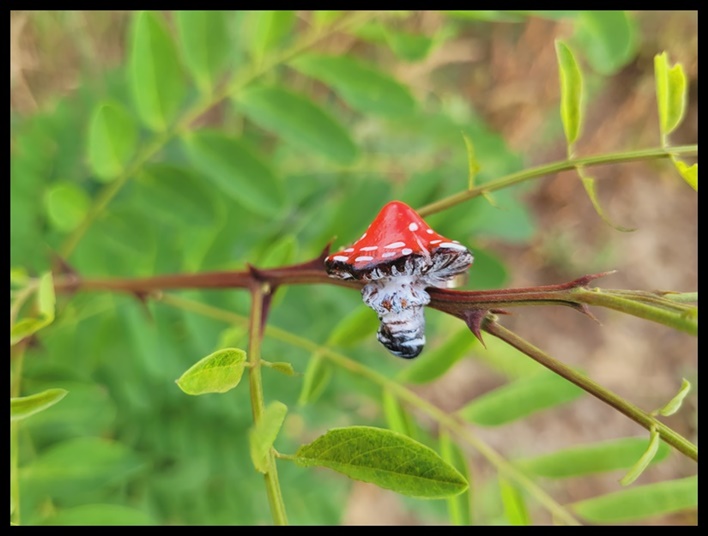 Pierścionek muchomor