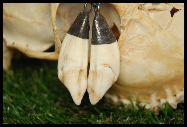 Kolczyki zęby dzika