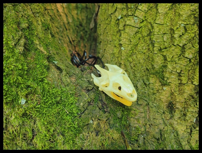 Wisior z czaszką żółwia