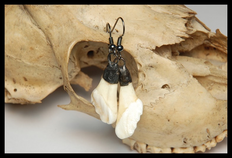 Kolczyki zęby dzika