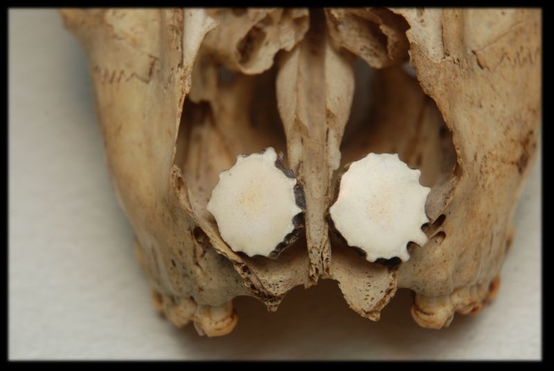 Kolczyki wkrętki z poroża