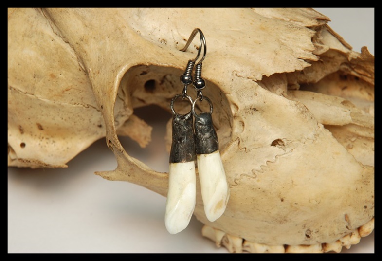 Kolczyki zęby dzika