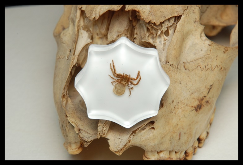 Pierścionek z pajakiem