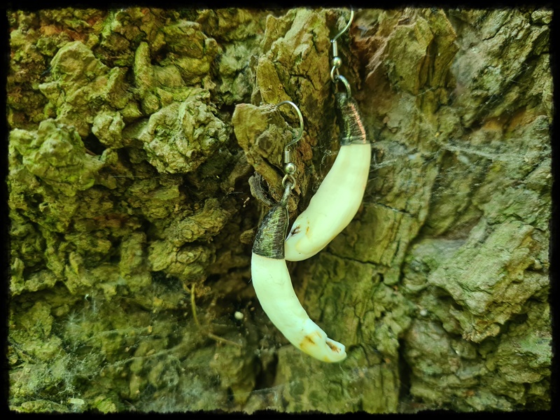 Kolczyki zęby dzika