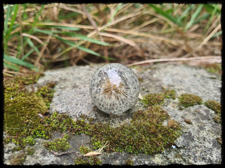 Pierścionek z dmuchawcem