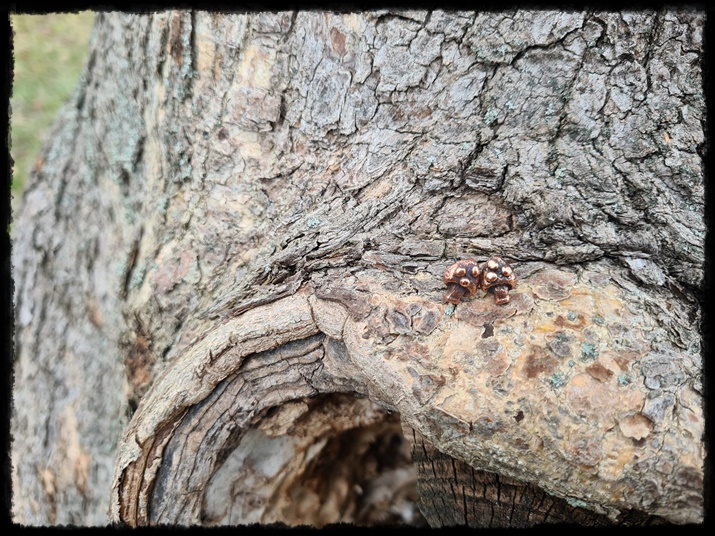 Kolczyki wkrętki grzybki miedziane