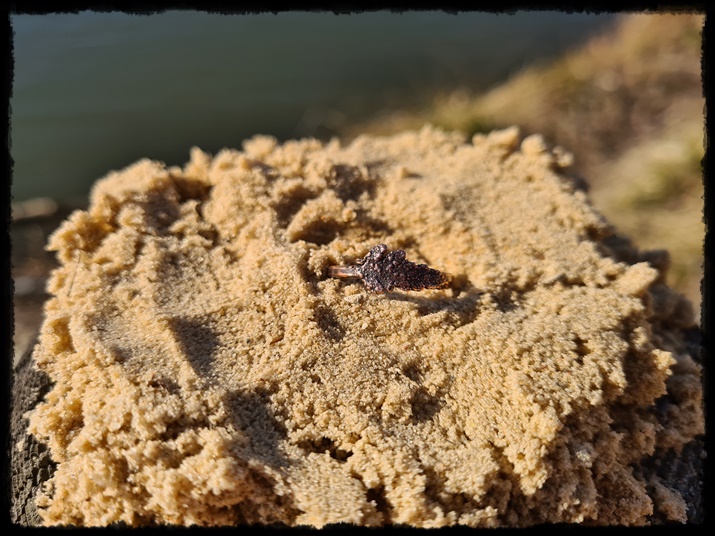 Pierścionek miedziany z paprocią