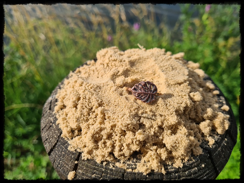 Pierścionek miedziany liść monstery