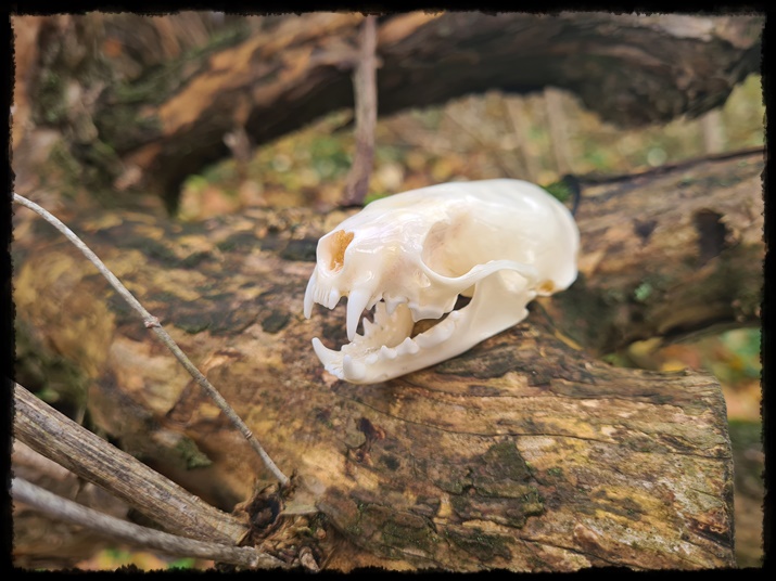 Wisior z czaszka norki